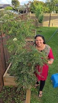 Our curry leaf tree #curryleaf #curryleaves #garden #harvest