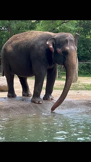 It’s 94 degrees in Cincinnati today! A perfect day to spend some time in the pool! | Cincinnati Zoo & Botanical Garden