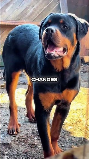 From Tiny Pup to Protective Guard Dog #rottweiler #transformation #puppystages