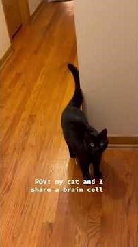 When CATS get the ZOOMIES! 😂😂😂