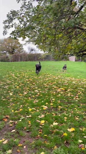 Playtime before the rain really gets going! | Noah's Haven Petcare