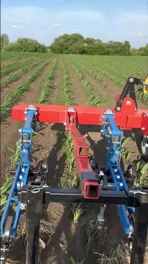 First Pass Cultivation of Organic Corn With Hatzenbichler Cultivator and Camera Guidance Hitch