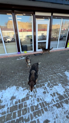 #mobilestudio #15promax #16promax #apple