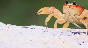 Unique 'fluffy' crab discovered in Western Australia. It wears a living sponge as a hat - see pic