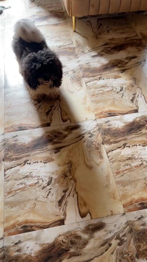 A Day in the Life of a Lhasa Apso: Morning Routine