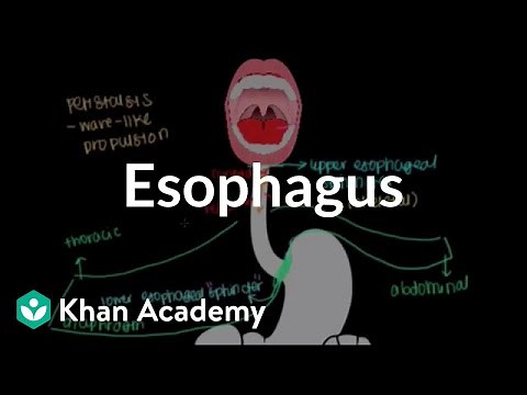 Esophagus | Gastrointestinal system physiology | NCLEX-RN | Khan Academy