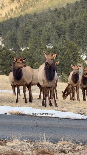I love when the elk get their winter coats. 😍 #elk #elkcountry #cowelk #winter #wildlife #wild #reelsvideoシ #fypシ゚viralシfypシ゚ #fypシ゚viralシ #reelsfypシ #reelschallenge #fyp | Colorado Wild Images