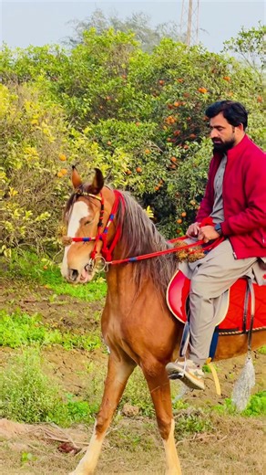 Training Time🐎❤️#mandibahauddin #smotclub🏐 @Haji Minhas Gondal @𝙋𝙍𝙄𝙉𝘾𝙀♛