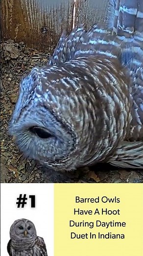 Barred Owl Cam Top 5 in 2025: Barred Owls Have A Hoot During Daytime Duet In Indiana