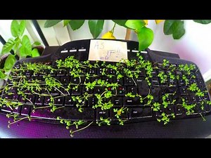 Prank - Growing cress in colleagues cotton-stuffed keyboard - 14 days timelapse