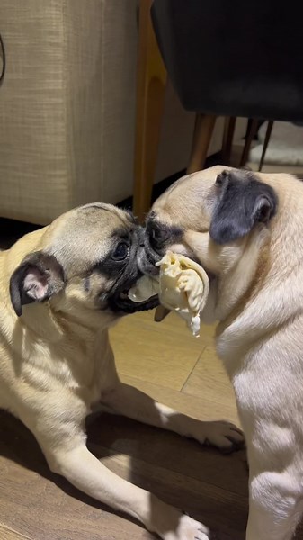 Pugs Divertidos Peleando por un Hueso