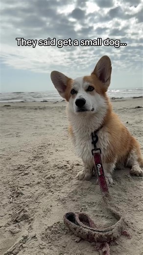 Corgi Traits: Small Size and Big Personality