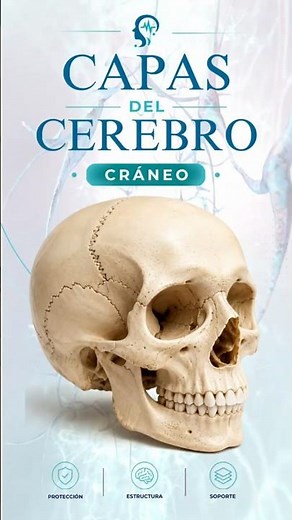 Brain Layers: The Skull