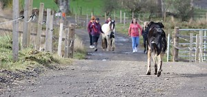 What is Equine Assisted Learning - Darcys Assisted Learning Equine Centre