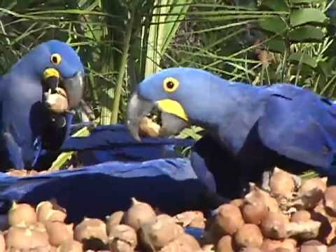 Hyacinth Macaws feeding in Brazil