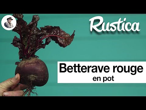 A potted red beetroot