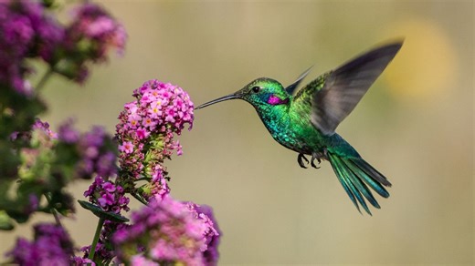 The 2026 hummingbird spring migration map shows you when they’ll be in your yard
