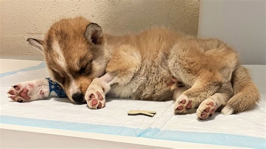 Abandoned husky puppy receives emergency veterinary care
