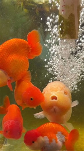 Why I love goldfish: The beauty and joy of keeping them