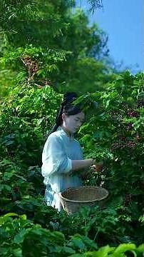 Organic Coffee Making Process | From Harvest to Roast & Brew ☕