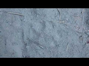Bobcat Scat and Tracks