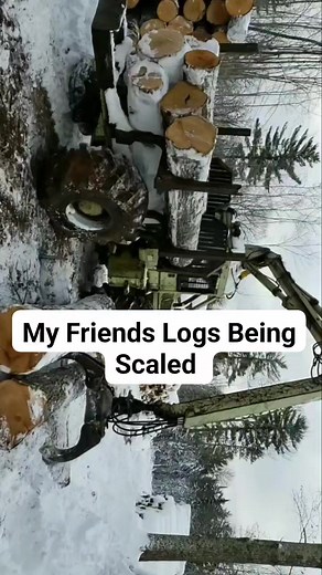 BIG Hardwood Logs 🪵 | Logger Mack