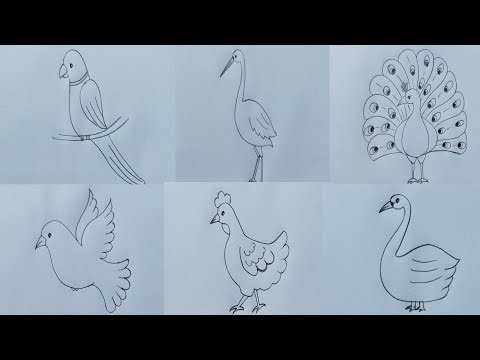 Different types of birds drawing // birds drawing
