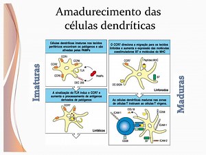 Apresentação de antígenos...