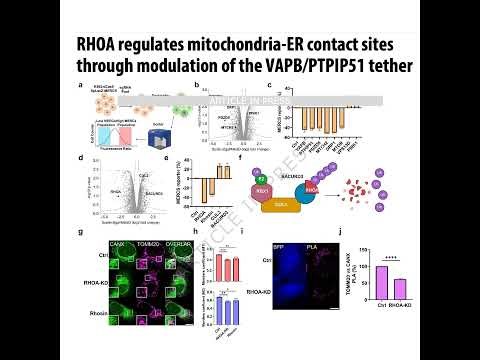 351-RHOA调控线粒体-内质网接触位点