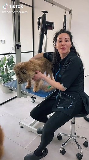 Understanding the Cairn Terrier's Hair Cycle