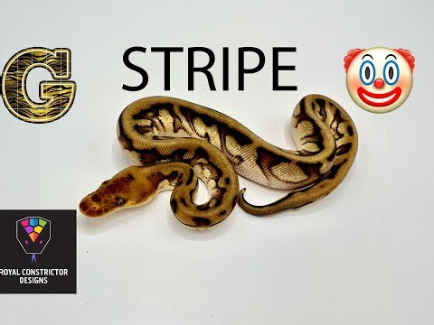G-Stripe! This is a morph you need to know everything about.