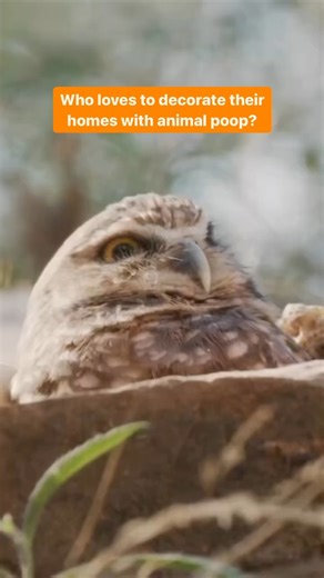 You can file this under "animal poop" and "things I didn't know" 黎 Vulture Culture is once again open at the Desert Museum, where you'll be able to see burrowing owls face-to-face  unless you are superstitious, in which case don't make eye contact!  : @desertmuseum | The Copper Courier | Facebook