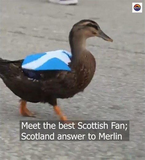 Cutest Football Fans Ever: Ducks in Mexico & Scotland Jerseys 🦆⚽ #worldcup2026 #worldcup #football