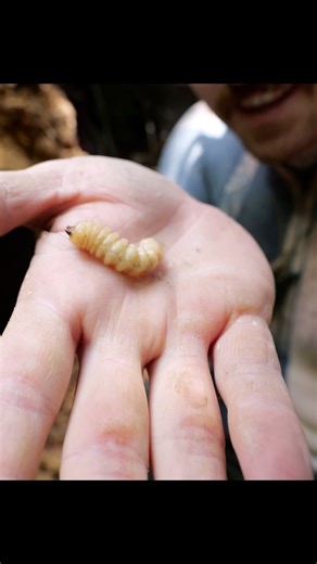 Huhu grubs might look small, but they’re a mighty food. Packed with fat and protein, they’re pure forest fuel. Real bush kai that’s kept people going for generations. In terms of survival food, it doesn’t get much better than this. Wriggly fast fuel thats surprisingly tasty. #HuhuGrub #BushKai #SurvivalFood #WildFood #ForestFuel #Bushcraft #Foraging #EatTheLandscape #RealFood #PrimitiveLiving #BackToBasics #AotearoaBush #WildKnowledge #BushSkills | Brando Yelavich