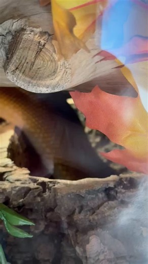 🇫🇷FR Mitch mon Leiopython Bothrochilus Albertisii qui viens de comprendre qu’il ne pourrait pas se lover dans cette souche car il est trop gros ! 😅 🇬🇧EN Mitch my Leiopython Bothrochilus Albertisii who just understood that he could not curl up in this stump because he is too big! 😅 #bothrochilus #leiopython #snake #snakelife #python | Snake Un Mythe