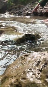 Cinematic Nature Shot | Forest Stream in4K with DJI Osmo Pocket 3 #shorts #usa #dji @DJI ​