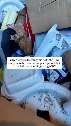 We're running a small rescue program for animals who have been abandoned, dumped