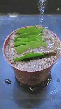 Step by Step Guide to Propagating Christmas Cactus from Rice