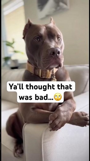 Auntie vs Louie | Y’all Saw Part 1…It Gets Worse 😂 #dogshorts #funnydog #seniordog