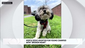Dog with 'broken heart' seeks a loving home