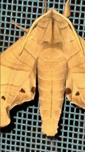The Giant Moth That Looks Like a Dead Leaf! 🍂 | Amazing Nature Facts