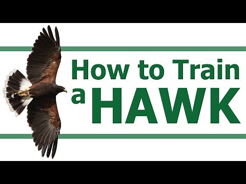 HOW TO TRAIN A HAWK | How to Train a Bird of Prey