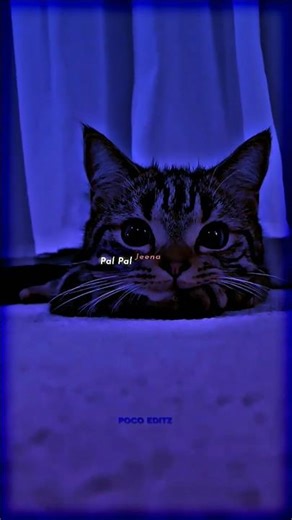 Pal pal ~ Afusic 😞💘 | Cat version | Slowed reverb | Aesthetic status | #lyrics​​#shorts​​#trending