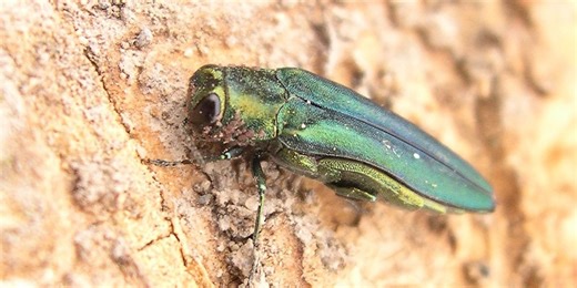 Experts warn emerald ash borers pose risk to Oregon trees