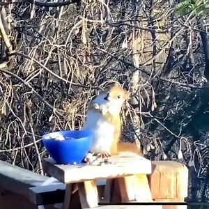 7.5M views · 217K reactions | Squirrel getting drunk on fermented pears | Viral Frequency | Facebook