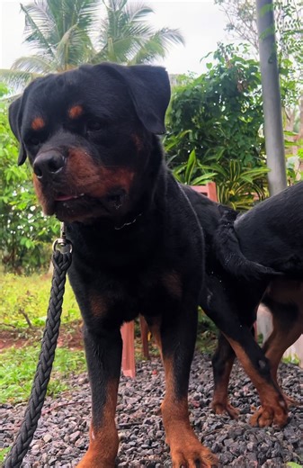 E dennage patau one katada😁🐻#rottweiler #foryou #dog #shadow #foryoupage