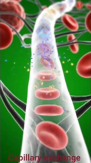 Inside Your Body: Capillary Exchange in Action | shorts video