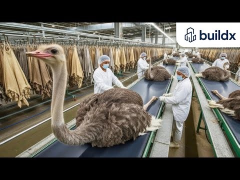 Inside an Ostrich Leather Factory: How Raw Skin Becomes Premium Fashion | Full Process