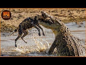 Most Incredible Crocodile Attacks Caught On Camera | No Mercy in the Wild | Wild Animals