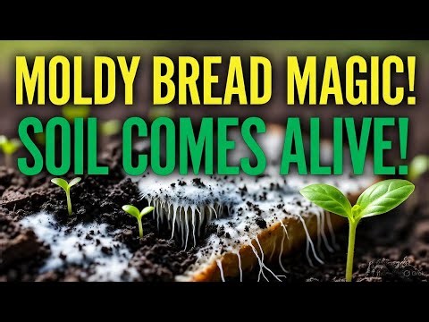 “I Turned Moldy Bread Into a Living Fertilizer… and My Soil Exploded With Life!”